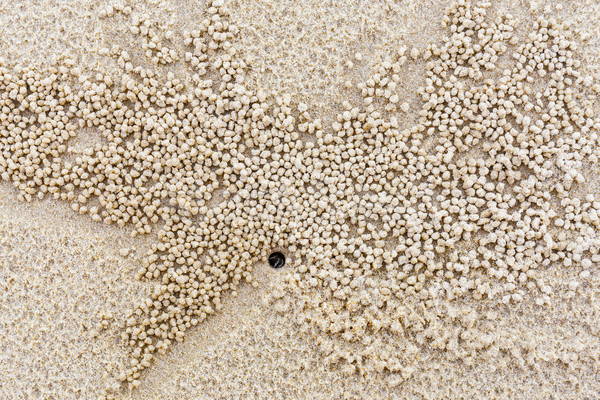 Natuur leefgebied klein witte krab aarde Stockfoto © leungchopan