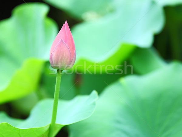 Imagine de stoc: Lotus · mugur · primăvară · frunze · verde · lac