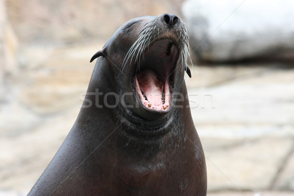 Sleepy sea lion Stock photo © leungchopan