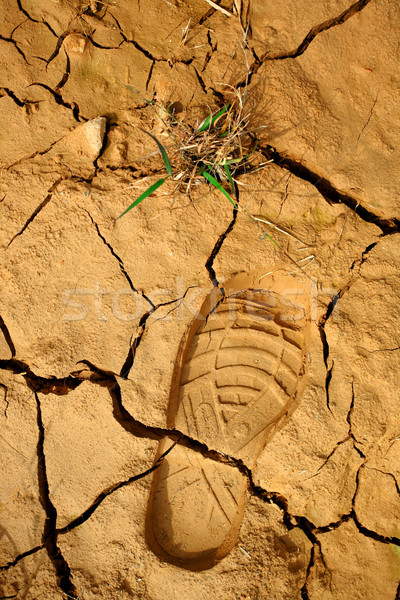 dried land with step print and grass Stock photo © leungchopan