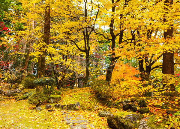 Stock photo: Autumn jungle