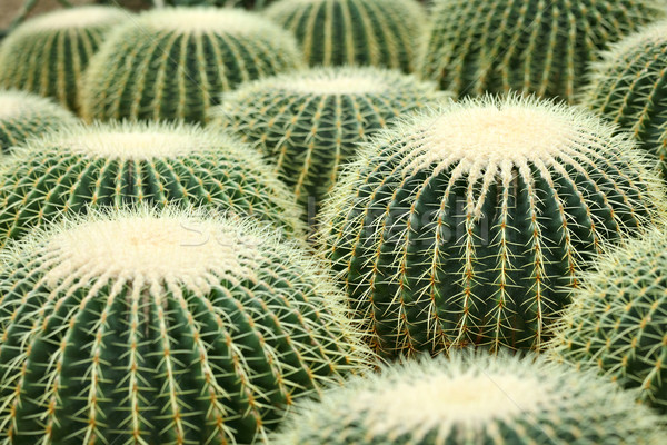 Kaktus projektu ogród pustyni ziemi życia Zdjęcia stock © leungchopan