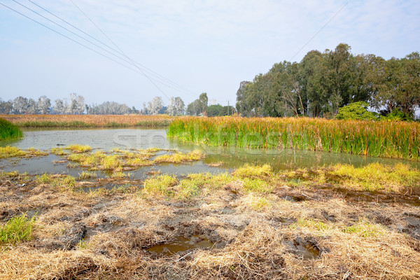 Wetland Stock photo © leungchopan