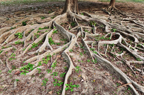 Baum Wurzel Textur Frühling Holz Wald Stock foto © leungchopan
