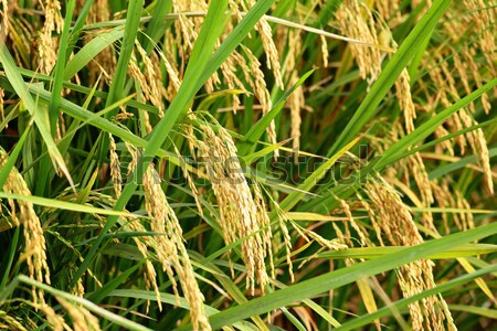 ripe paddy rice Stock photo © leungchopan