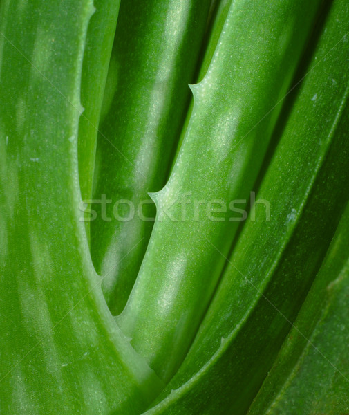 Aloë blad ruimte groene plant pad Stockfoto © leungchopan