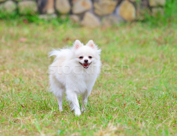 Stock photo: white pomeranian dog