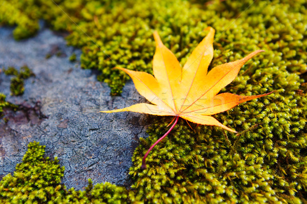 Yellow maple leaves on moss Stock photo © leungchopan