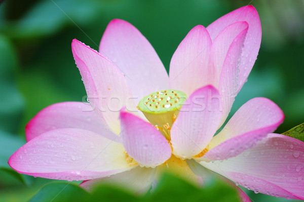 Stock photo: lotus flower