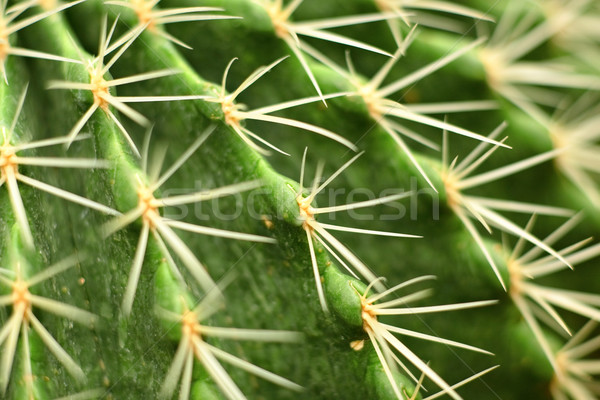 Kaktus wody projektu ogród pustyni Zdjęcia stock © leungchopan