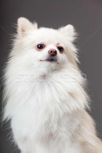 Pomeranian dog with grey background Stock photo © leungchopan