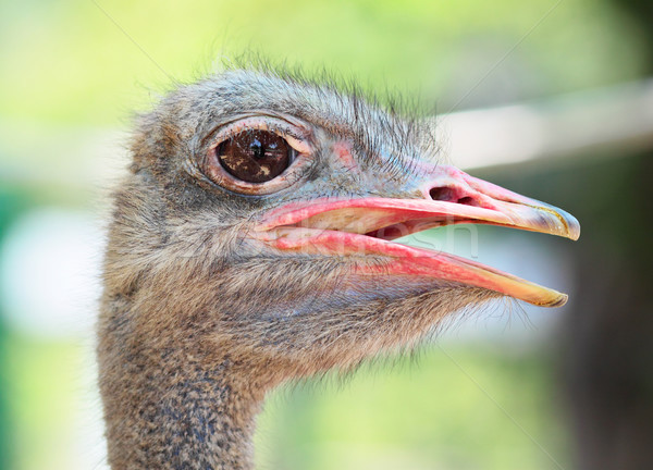 ostrich Stock photo © leungchopan