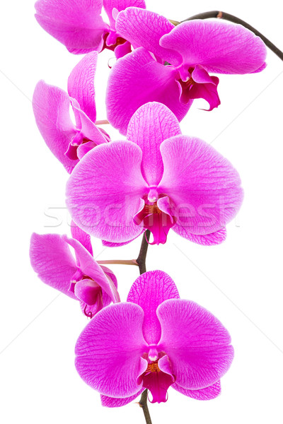 Orchid radiant flower Stock photo © leungchopan