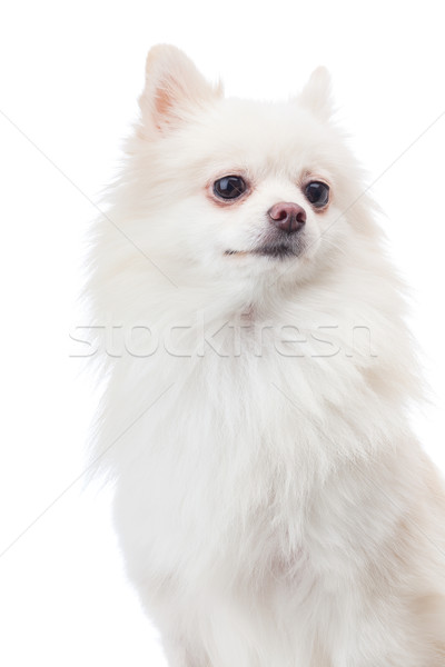 White pomeranian Stock photo © leungchopan