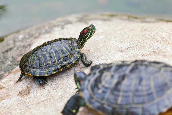 turtle Stock photo © leungchopan