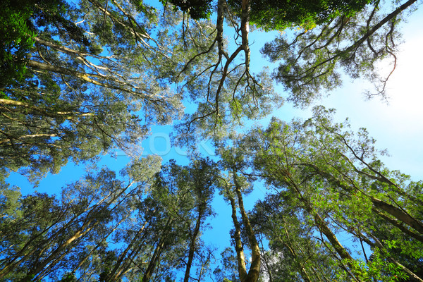 Tree canopy Stock photo © leungchopan