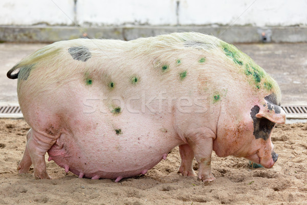 Сток-фото: свинья · фермы · цвета · Азии · щенков · грязи