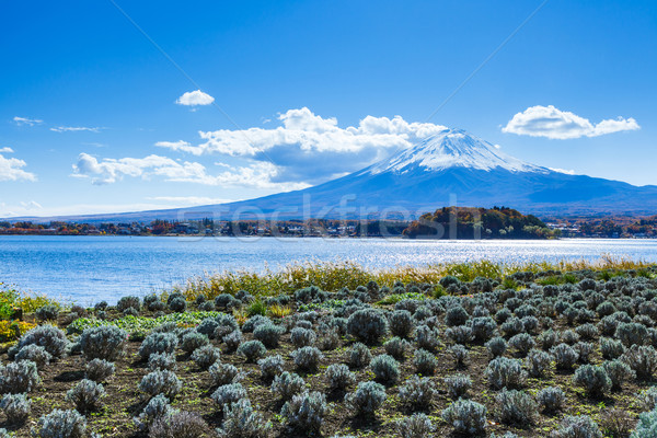 Montagne fuji domaine arbre neige vert [[stock_photo]] © leungchopan