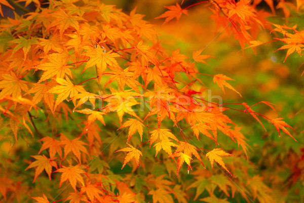 Maple tree Stock photo © leungchopan