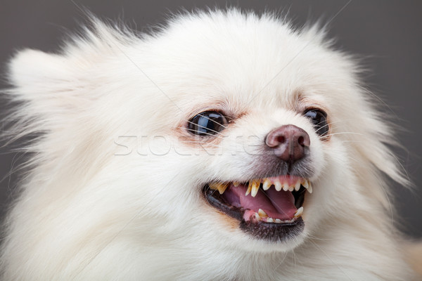 Pomeranian bark Stock photo © leungchopan