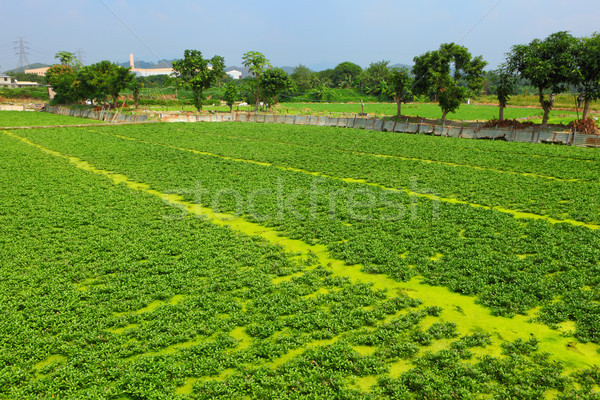 Field Stock photo © leungchopan