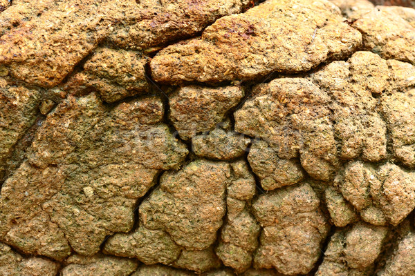 dry and cracked land Stock photo © leungchopan