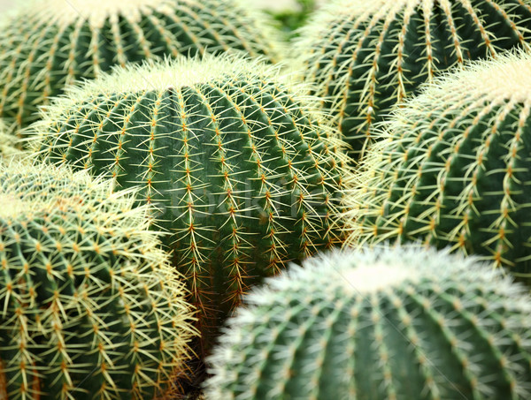 Kaktus projektu ogród pustyni ziemi życia Zdjęcia stock © leungchopan