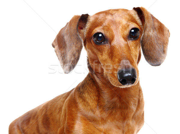 Stock photo: dachshund dog