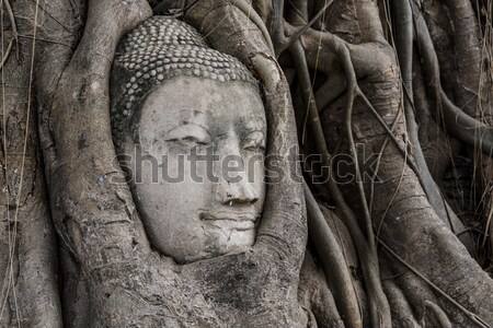 Foto stock: Buda · cabeza · árbol · pared · Asia · estatua