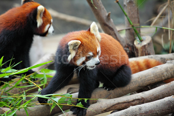 red panda Stock photo © leungchopan