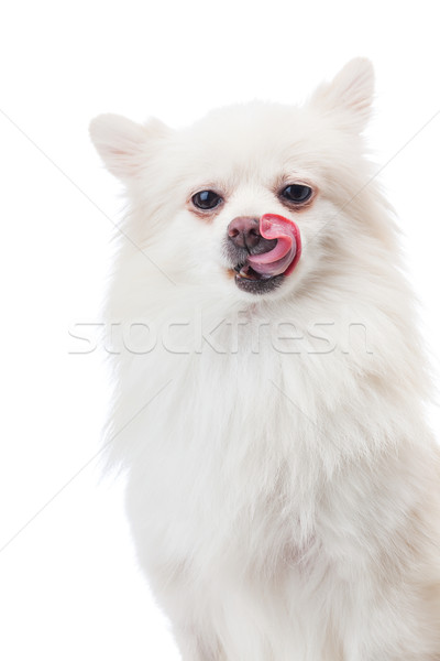 White pomeranian dog with tongue and isolated on white Stock photo © leungchopan