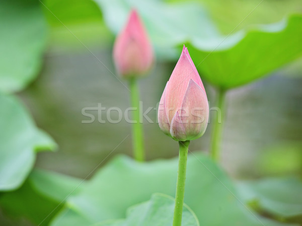 lotus buds Stock photo © leungchopan