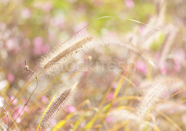 Wildness grass Stock photo © leungchopan