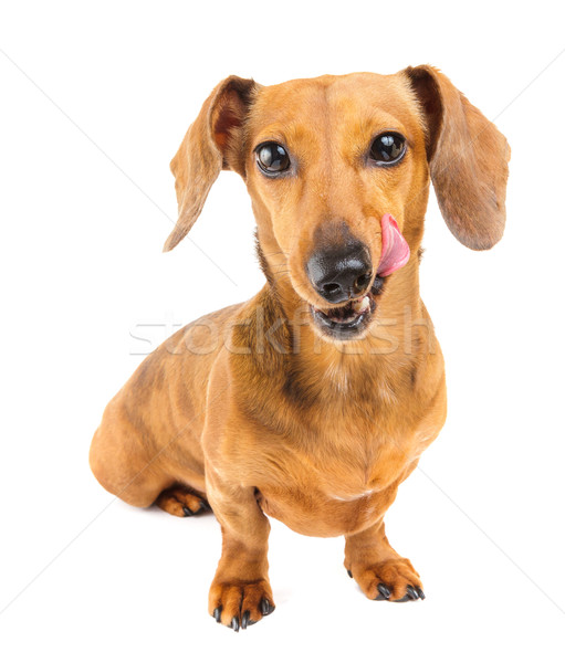 Teckel chien manger chiot langue [[stock_photo]] © leungchopan