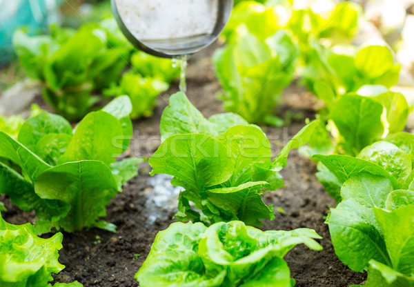 Fertilizer of lettuce field Stock photo © leungchopan