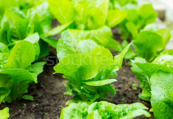 Foto stock: Lechuga · plántulas · campo · hoja · jardín · salud