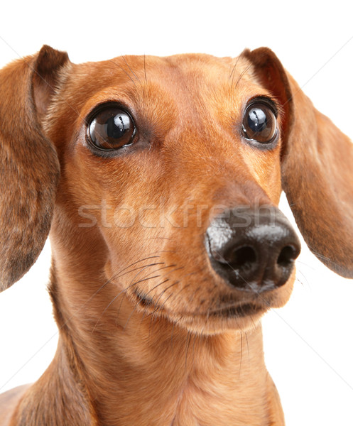 Dackel Hund weiß Tier geschnitten Wurst Stock foto © leungchopan