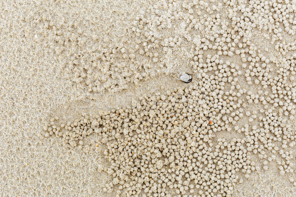Stock photo: Small white crab moving sand balls 