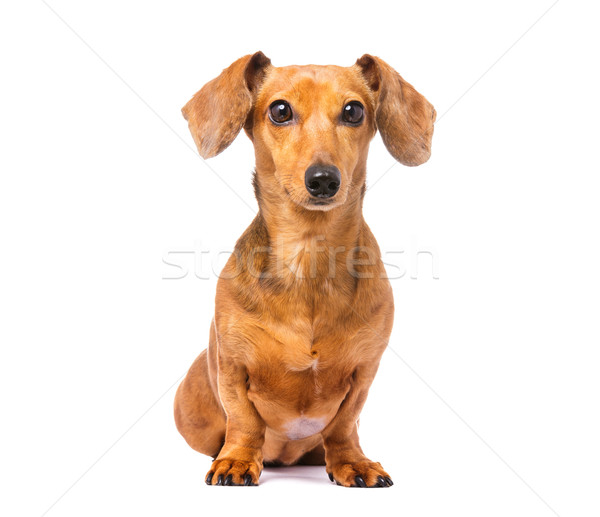 Dachshund câine fundal şedinţei tăiat animale de companie Imagine de stoc © leungchopan