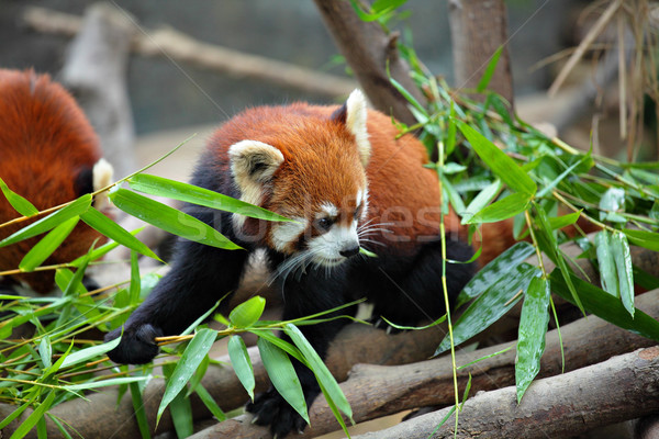 red panda Stock photo © leungchopan