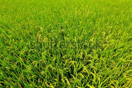 paddy rice field Stock photo © leungchopan