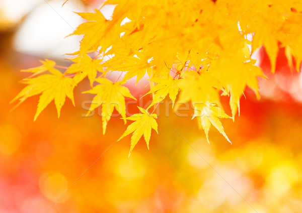 Jaune érable laisse fond orange automne [[stock_photo]] © leungchopan