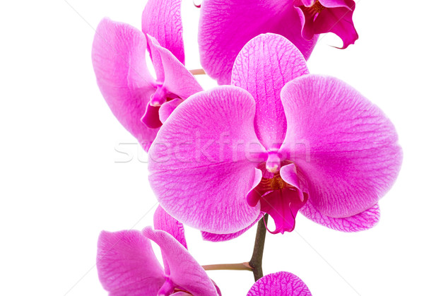 Purple orchid Stock photo © leungchopan