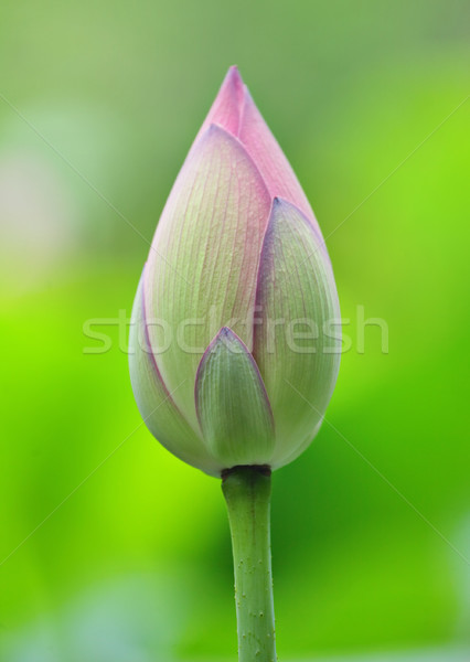 lotus bud Stock photo © leungchopan