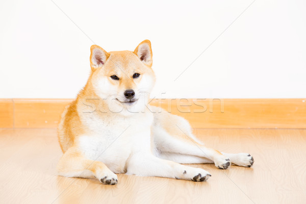 Japanese Shiba Inu dog Stock photo © leungchopan