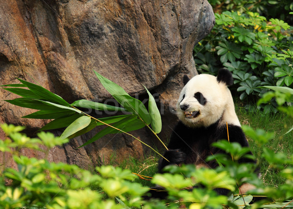 Сток-фото: Panda · черный · несут · Азии · расслабляющая · Cute