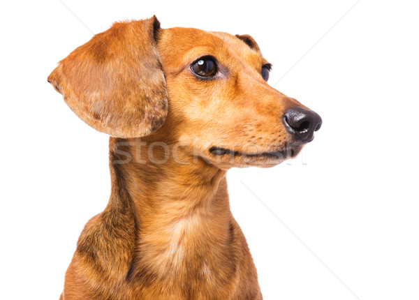 Foto stock: Bassê · cão · cabelo · retrato · vida · branco