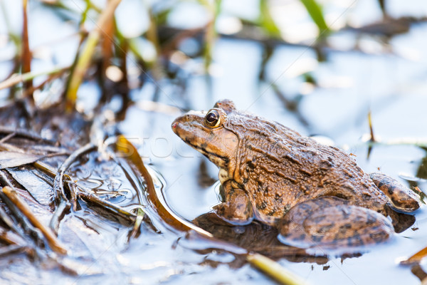 Frog in lake Stock photo © leungchopan