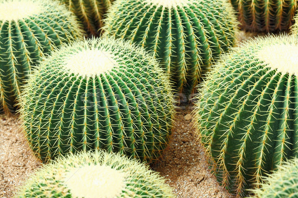 サボテン 葉 庭園 砂漠 地球 砂 ストックフォト © leungchopan