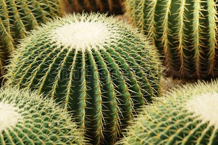 Kaktus wody liści ogród pustyni ziemi Zdjęcia stock © leungchopan